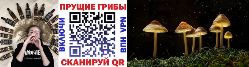 как найти наркотики  кракен зеркало  Псилоцибиновые грибы Psilocybe  Михайлов 